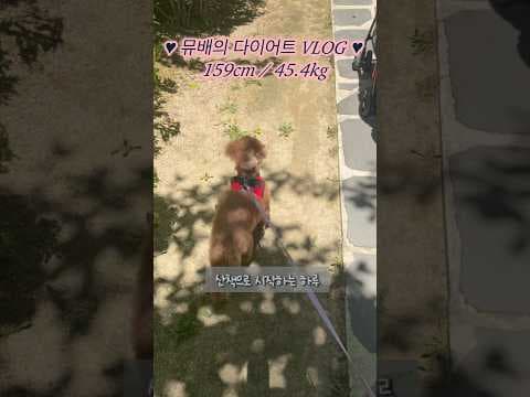 다이어트 일상 브이로그: 아이스크림, 짬뽕, 고기 현실적인 식단 관리