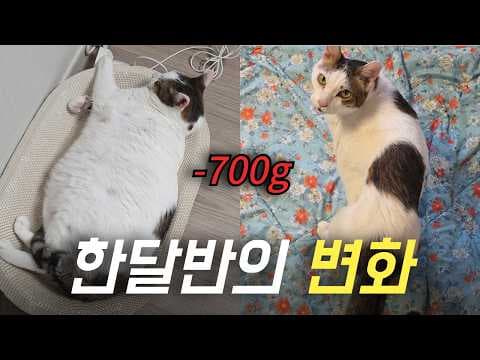 고양이 다이어트 성공 꿀팁! 나트라켓 사료 후기 및 체중 관리법