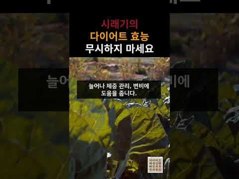 식이섬유 풍부한 시래기 다이어트, 체중 관리 비법